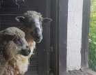 Vakantieboerderij Natuurlijk Slowakije