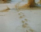 Foto 4 Balteringe En Witte Sand